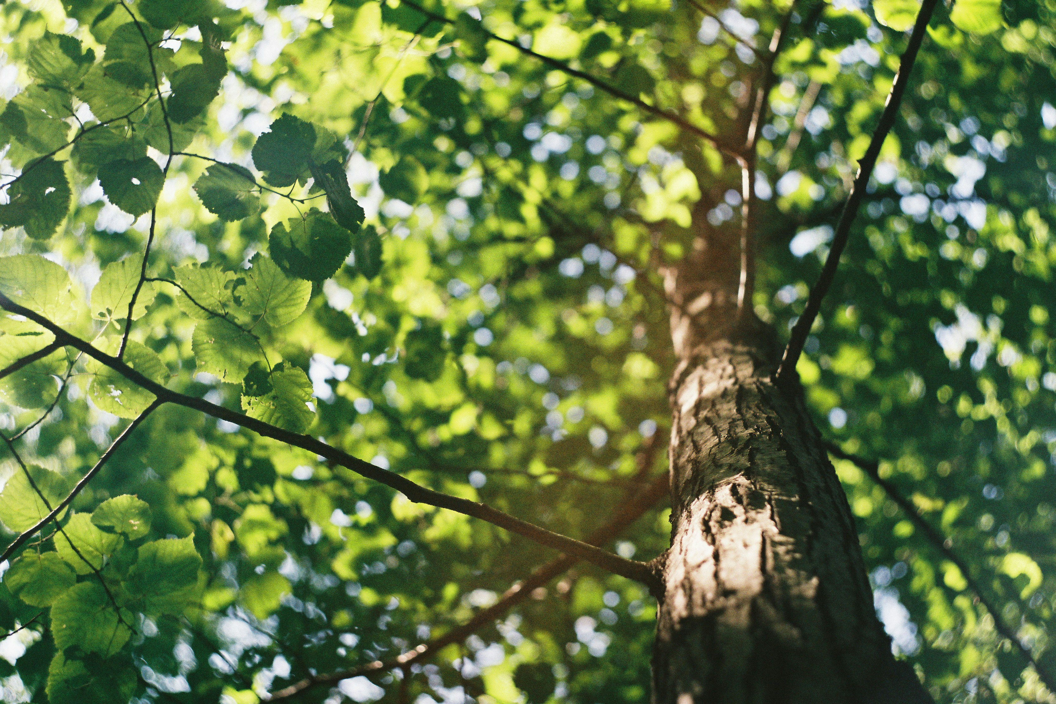 A close up of a tall tree showing a view from below