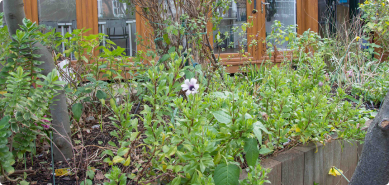 Raised garden bed with plants growing outside a building.