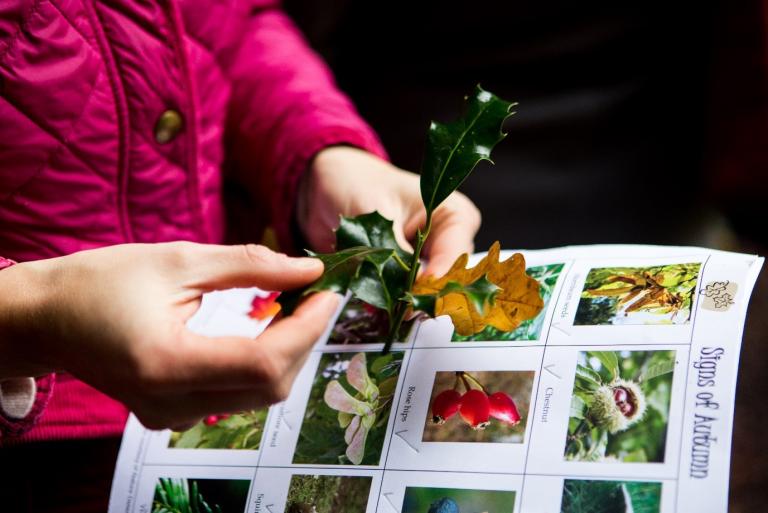 person identifying a leaf with a nature guide book