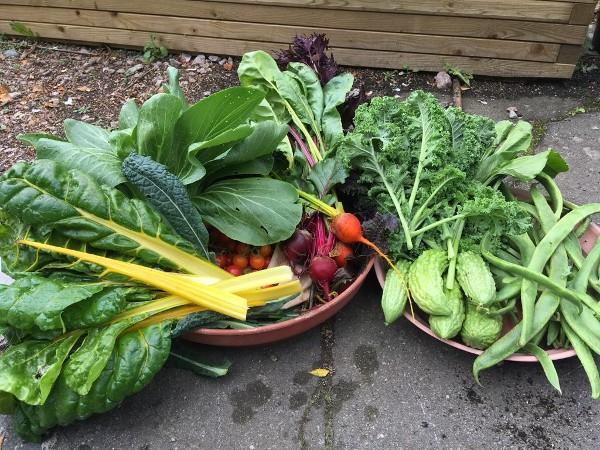 Vegetables in baskets on the ground.