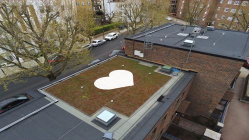 Camelford Court Green Roof