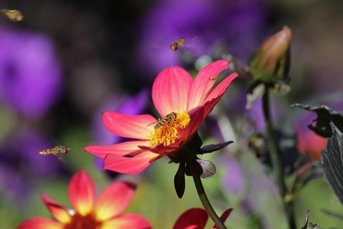 Bee landing on flower