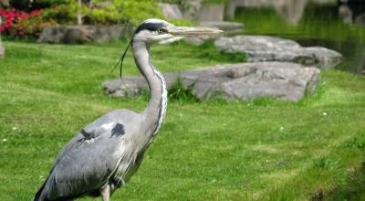 Grey heron standing on a park lawn